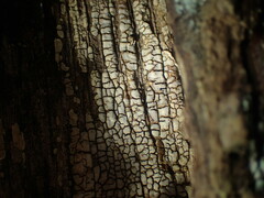 Xylobolus frustulatus