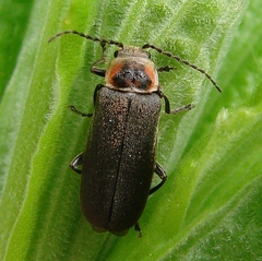 Atalantycha dentigera