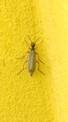 Epicauta fulvicornis