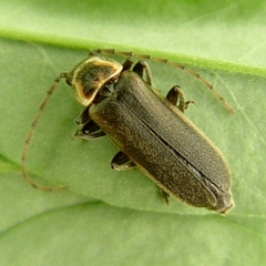 Atalantycha dentigera