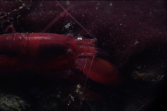 Alpheidae