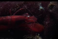 Alpheidae