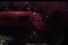 Alpheidae