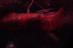 Alpheidae