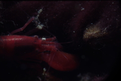 Alpheidae