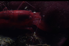 Alpheidae