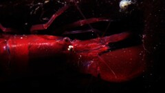 Alpheidae