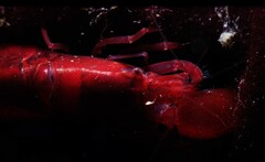 Alpheidae