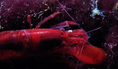 Alpheidae
