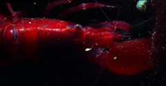 Alpheidae
