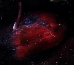 Alpheidae