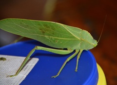 Steirodon
