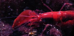 Alpheidae
