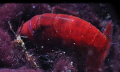 Alpheidae