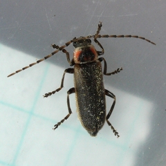 Atalantycha dentigera