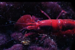 Alpheidae