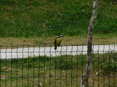 Pitangus sulphuratus