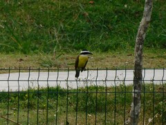 Pitangus sulphuratus