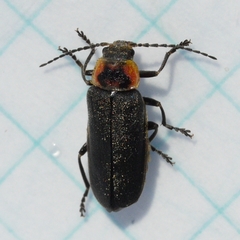 Atalantycha dentigera