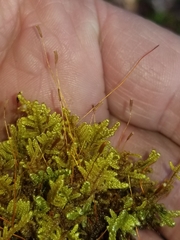 Callicladium imponens