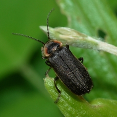 Atalantycha dentigera