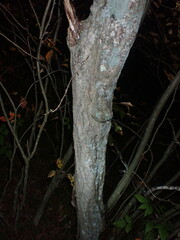 Carpinus caroliniana