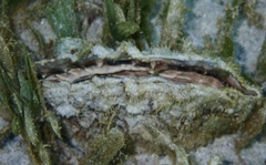 Pinnidae