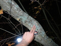 Carpinus caroliniana