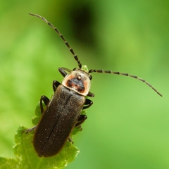 Atalantycha dentigera