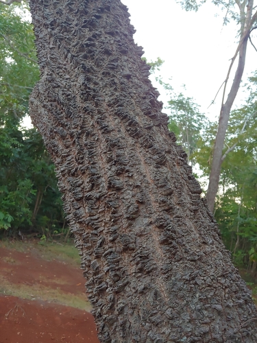 Anadenanthera peregrina, photograph 5