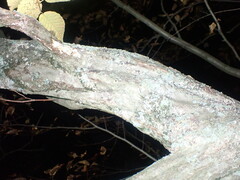 Carpinus caroliniana