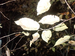 Carpinus caroliniana