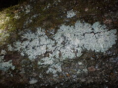 Myelochroa aurulenta