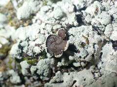 Myelochroa aurulenta