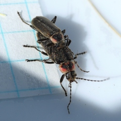 Atalantycha dentigera