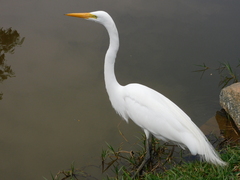 Ardea alba
