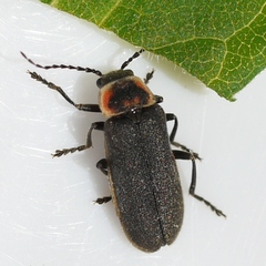 Atalantycha dentigera