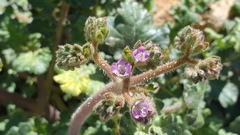 Phacelia crenulata minutiflora
