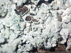 Myelochroa aurulenta