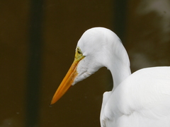 Ardea alba