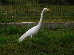 Ardea alba
