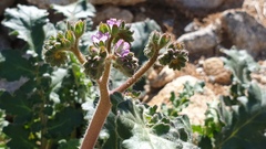 Phacelia crenulata minutiflora
