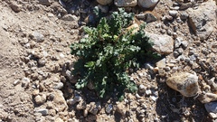 Phacelia crenulata minutiflora
