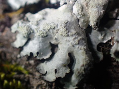 Myelochroa aurulenta