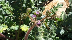 Phacelia crenulata minutiflora