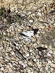 Pontia sisymbrii
