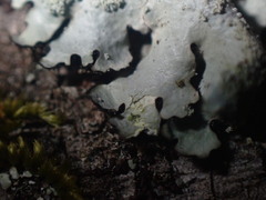 Myelochroa aurulenta