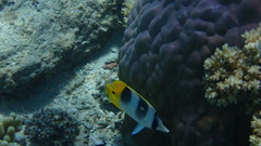 Chaetodon ulietensis