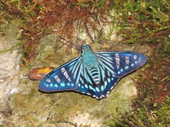 Phocides johnsoni