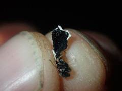 Myelochroa aurulenta